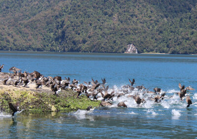 Isla de los Pajaros